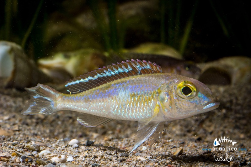 Callochromis pleurospilus 'Kigoma'